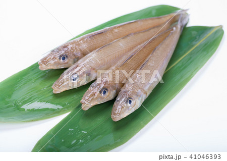 キス　魚 41046393