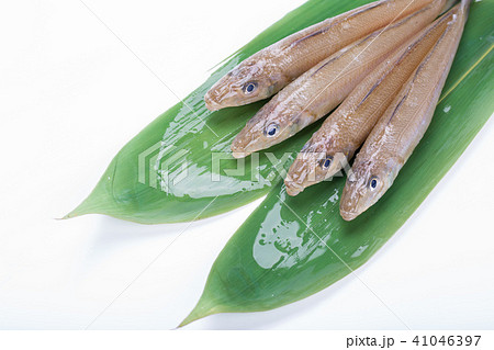 キス　魚 41046397