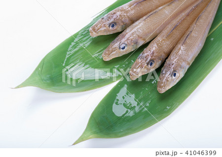 キス　魚 41046399