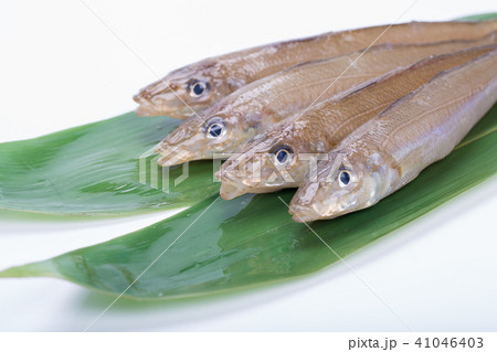 キス　魚 41046403