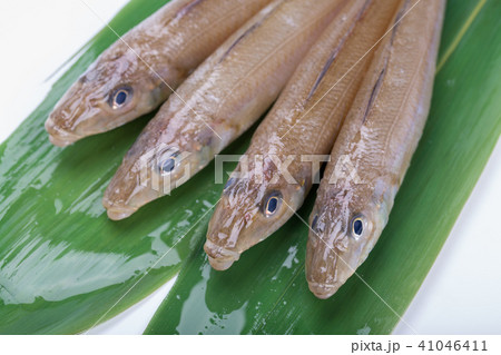 キス 魚 キス 魚 41046411