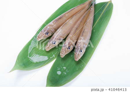 キス　魚 41046413