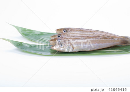 キス　魚 41046416