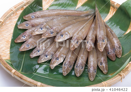 キス　魚 41046422