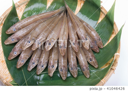 キス　魚 41046426