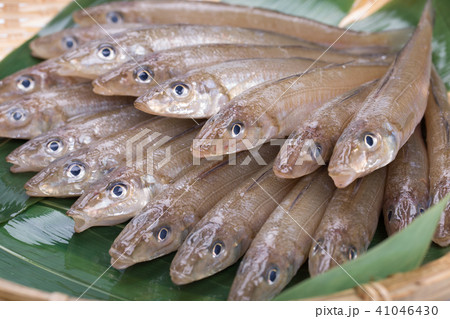 キス　魚 41046430
