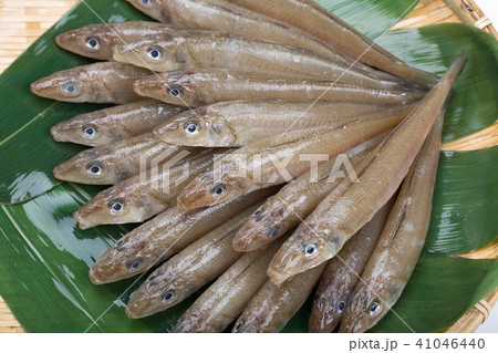 キス 魚 キス 魚 41046440