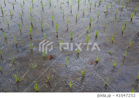 雨の日の田植え後の水田 雨の日の田植え後の水田 41047252