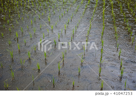 雨の日の田植え後の水田 雨の日の田植え後の水田 41047253