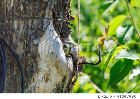 bird nestling hollow nature animal protection bird nestling hollow nature animal protection 41047430