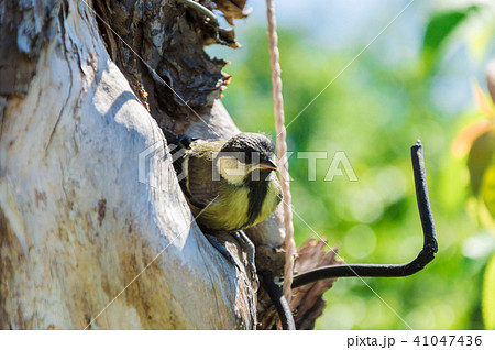 bird nestling hollow nature animal protection bird nestling hollow nature animal protection 41047436