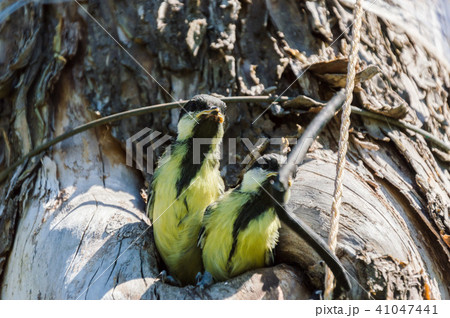 fledgeling hollow nature environment pollution 41047441