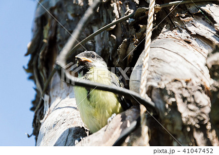 fledgeling hollow nature environment pollution fledgeling hollow nature environment pollution 41047452