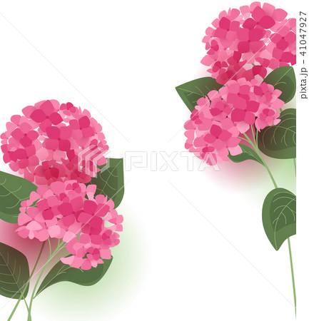 Vector hydrangea flower 41047927