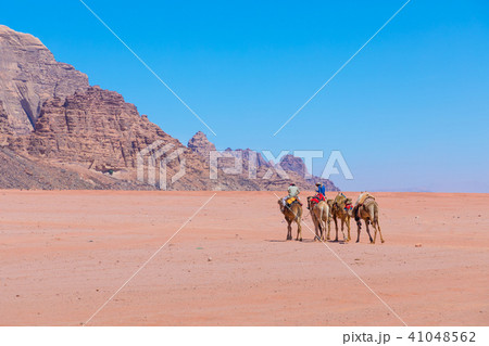 Camels at Wadi Rum desert landscape,Jordan 41048562