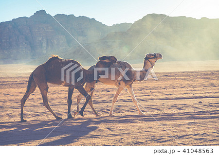 Camels at Wadi Rum desert landscape,Jordan 41048563