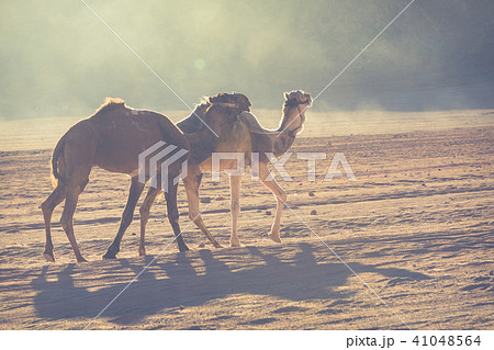 Camels at Wadi Rum desert landscape,Jordan 41048564