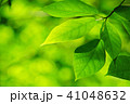 新緑 41048632