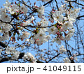 桜 41049115