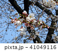 桜 41049116