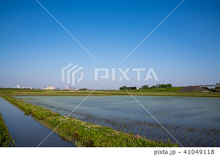 田植え　田園風景　　 41049118