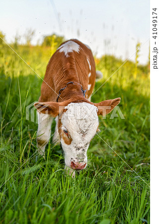 Cattle grazing on the lawn, spring 41049174
