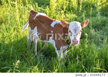 Young calf chews grass on the meadow, flies fly Young calf chews grass on the meadow, flies fly 41049177