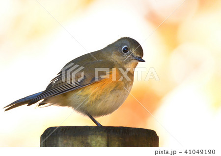 薬師池公園の野鳥 薬師池公園の野鳥 41049190