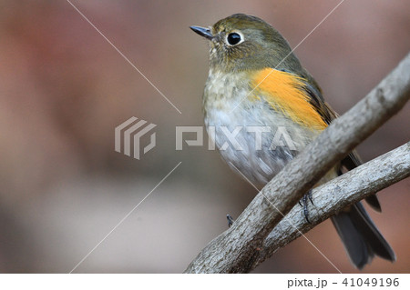 薬師池公園の野鳥 薬師池公園の野鳥 41049196