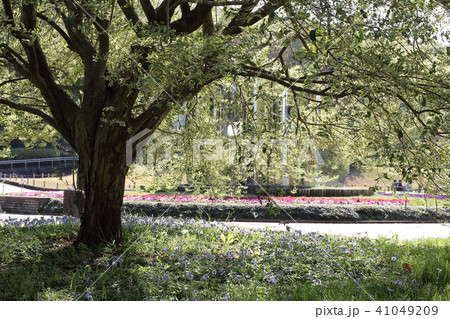 木陰 木陰 41049209