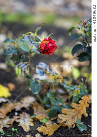 Last blooming rose on the background of fallen autumn oak leaves. Concept of nostalgia, mood 41049682