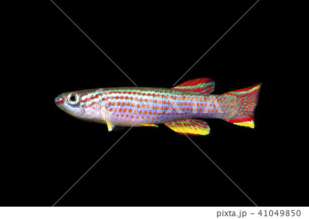 アフィオセミオン 41049850