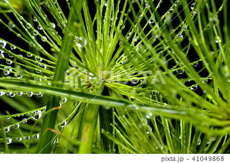 シペラスの葉に水滴 シペラスの葉に水滴 41049868