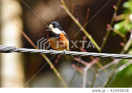 鳥のさえずり 41050028