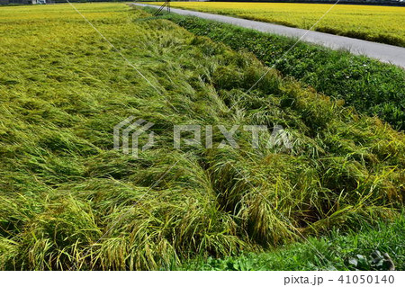 台風で倒れた稲穂 41050140