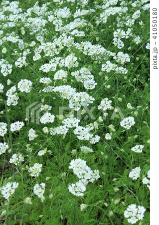 オルレアの花 41050180