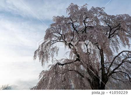 一本桜の朝 41050229