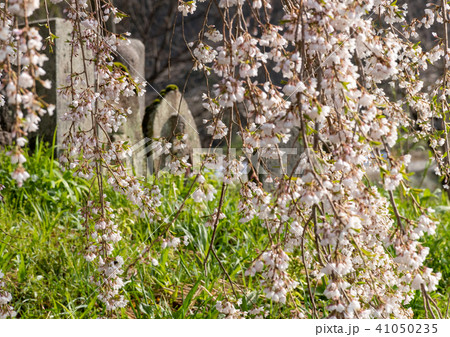 桜と石像 桜と石像 41050235