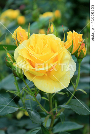 バラ　ゴールド・カード 41050255