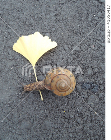 雨上がりのカタツムリと銀杏の葉 雨上がりのカタツムリと銀杏の葉 41050417