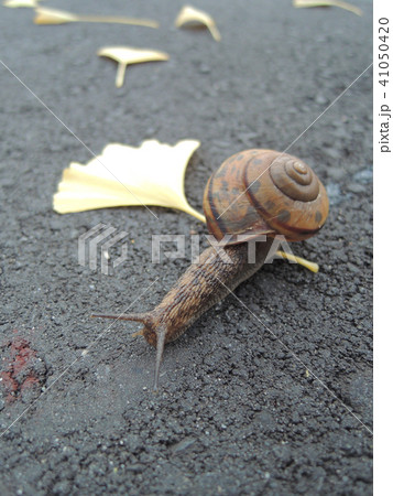 雨上がりのカタツムリと銀杏の葉 雨上がりのカタツムリと銀杏の葉 41050420