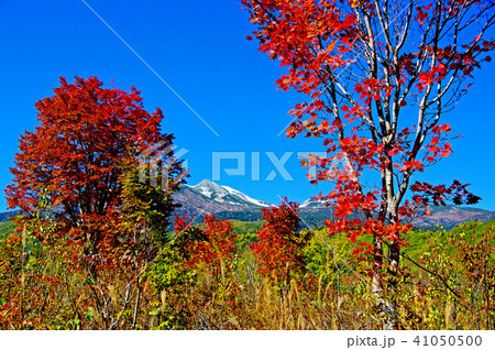 乗鞍高原/一の瀬園地の大カエデ 乗鞍高原/一の瀬園地の大カエデ 41050500