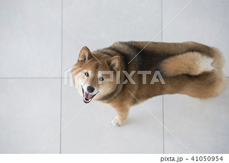 上から見たかわいい柴犬 カメラ目線 笑顔の写真素材