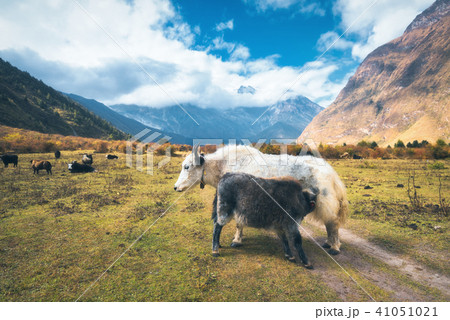 Beautiful white wild yak and amazing baby yak  41051021