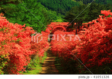 気仙沼 新緑の徳仙丈山 気仙沼 新緑の徳仙丈山 41051326