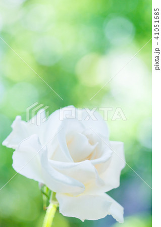 ハイブリッドティーローズ・・マーシャ スタンホープ 41051685