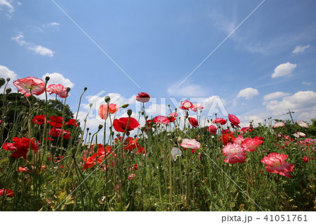 馬見丘陵公園のヒナゲシ 馬見丘陵公園のヒナゲシ 41051761