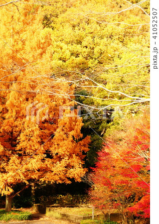 秋の印象 41052507