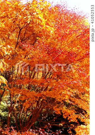 秋の印象 秋の印象 41052553