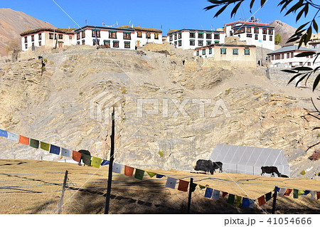 インドのヒマラヤ山岳地帯 スピティ谷のキッバル村 ヤクと白壁の家々 インドのヒマラヤ山岳地帯 スピティ谷のキッバル村 ヤクと白壁の家々 41054666